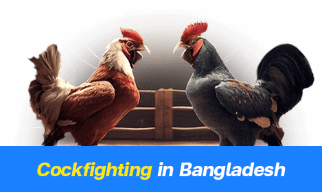 বাংলাদেশে মোরগ লড়াই