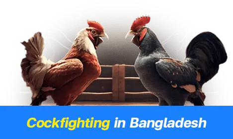 Cockfighting in Bangladesh